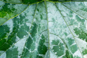 Obraz premium Leaf zucchini closeup in the garden.