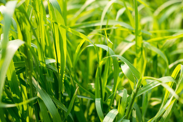 Fresh green grass close-up, garden, texture.