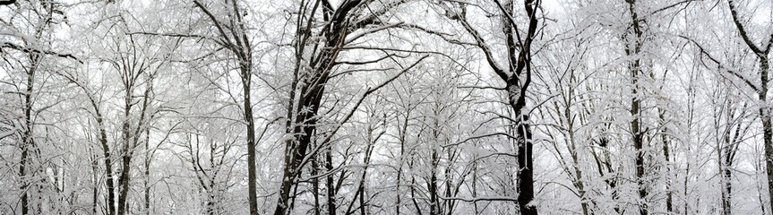 winter panorama in the forest