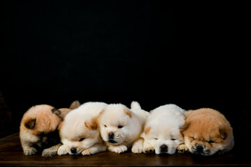 Chow Chow puppies on a wooden table in a black background
