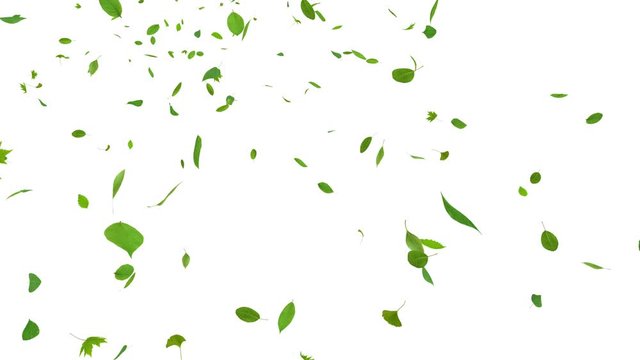 Green leaves dance in wind.