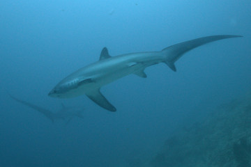 2 rare thresher sharks swimming close to each other in Malapascua Philippines, one of a handful of...