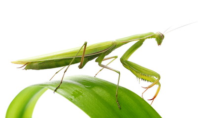 European Mantis or Praying Mantis on green leaf, isolated on white