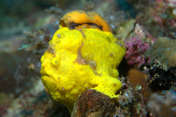 Macro shot of tiny yellow frogfish