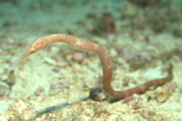 Macro shot of a long nosed pipefish during a muck dive in Malapascua in the Philippines around 25 meters depth