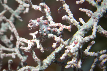pygmy seahorse (potentially pregnant) on the sea fan in Malapascua Philippines © Khun Stefan