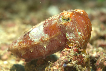 Brightly colored tiny cuttlefish at 25 meters depth