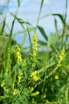 Melilot. Sweet clover (lat. Melilotus is a genus of herbaceous maloletnice of the legume family of the papilionaceous family. Close-up of the yellow plant.