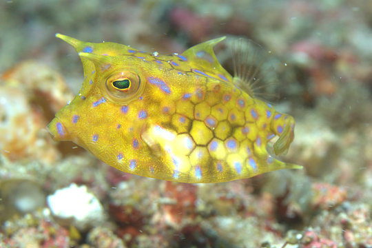 Longhorn cowfish (Lactoria cornuta) also called horned boxfish at 25 meters depth at Malapascua in the Philippines