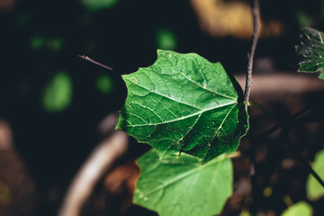Close-up of leaves of green plants in the pots with blurred background. Concept of agriculture and farm life. Top view, Selective focus.