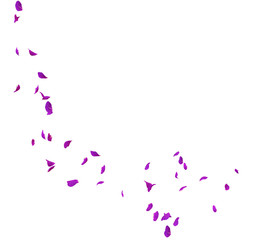 Fototapeta na wymiar Violet rose petals fly in a circle. The center free space for Your photos or text