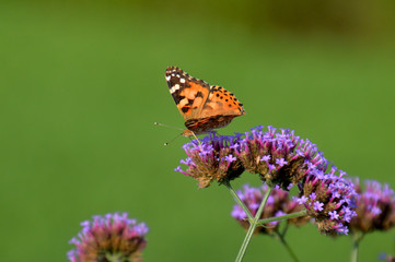薄紫色の小さな花（サンジャクバーベナ）の蜜を吸っているヒメアカタテハ