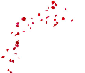 Fototapeta na wymiar Red rose petals fly in a circle. The center free space for Your photos or text