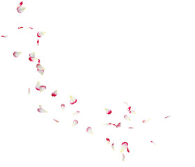 Red rose petals fly in a circle. The center free space for Your photos or text