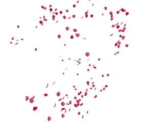 Fototapeta na wymiar Red rose petals fly in the air
