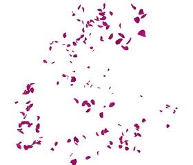 Red rose petals fly in the air