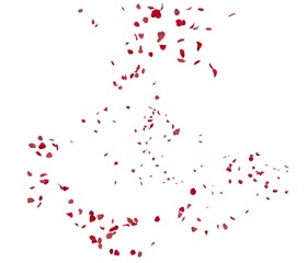Red rose petals fly in the air