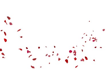 Rose petals flying on white background