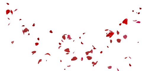 Fototapeta na wymiar Rose petals flying on white background