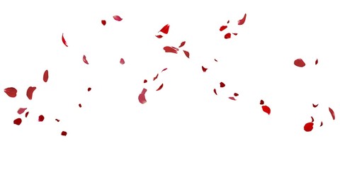 Rose petals flying on white background - obrazy, fototapety, plakaty