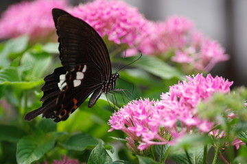 黒い蝶