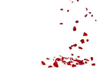 Rose petals fall beautifully on the floor