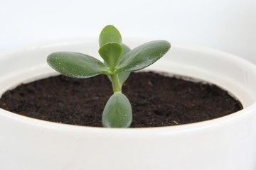 young plant in pot isolated on white