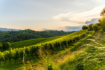 Fototapeta premium Grape hills and mountains view from wine street in Styria, Austria ( Sulztal Weinstrasse ) in summer.