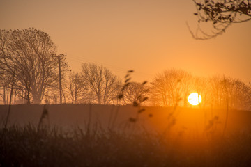 Naklejka premium sunset in the forest
