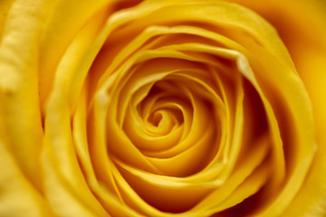 Yellow rose background