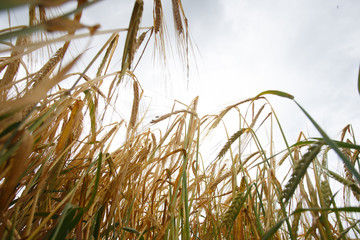 Fototapeta premium spikelets of wheat against the sky as a harvest