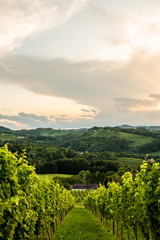 Grape hills and mountains view from wine street in Styria, Austria ( Sulztal Weinstrasse ) in summer.