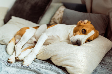 Adorable beagle dog sleeps on cushion indoors on a sofa.