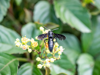 scolia oculata on cayratia japonica flowers 2