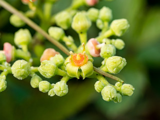macro cluster of cayratia japonica flowers 7