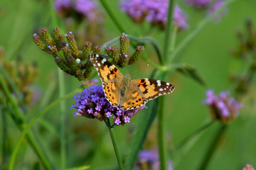 薄紫色の小さな花（サンジャクバーベナ）の上で翅を広げているヒメアカタテハ