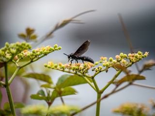 scolia oculata on cayratia japonica flowers 15