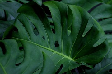 Close up tropical caladium leaves with dark lighting background 