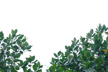 Obraz premium Jackfruit tree leaves with branches on white isolated background for green foliage backdrop 