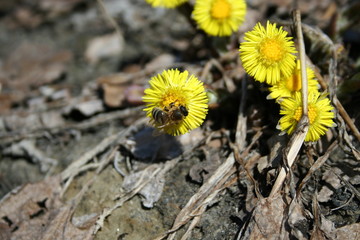 bee on a dandelion