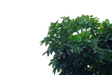 Fototapeta premium Tropical tree leaves with branches on white isolated background for green foliage backdrop 