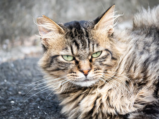 Japanese stray cat on a farm road 2 © Hanstography