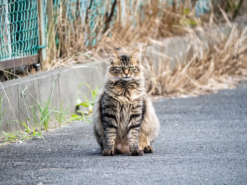 Japanese stray cat on a farm road 1