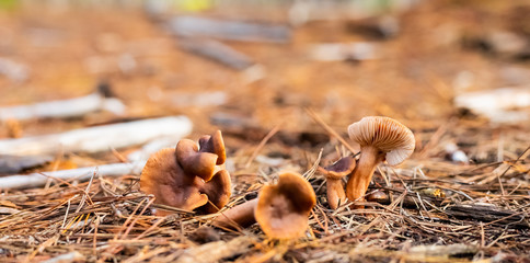 Close-up Mushrooms in a Pine Forest Plantation in Tokai Forest Cape Town