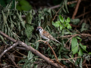Eurasian tree sparrow perched on a branch 6
