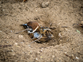 Eurasian tree sparrow digging in the dirt 3