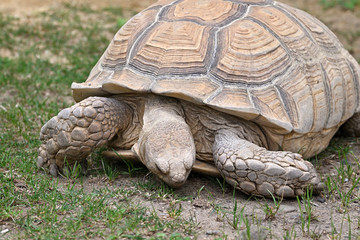 Land tortoise outside in the paddock.