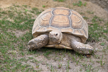 Land tortoise outside in the paddock.