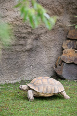 Obraz premium Land tortoise outside in the paddock.