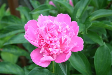 pink flower in the garden